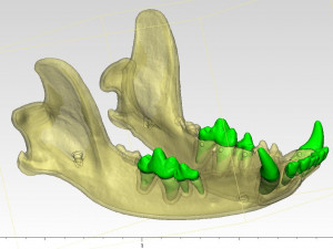the demo model for endodontics 3D Модель