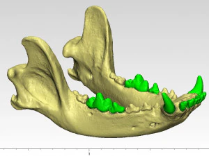 the demo model for endodontics 3D Model