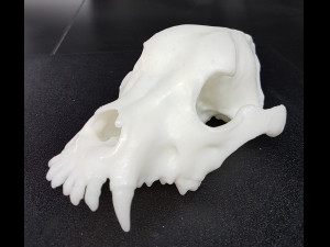 the demo model for endodontics 3D Модель