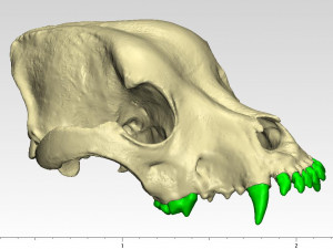 the demo model for endodontics 3D Модель