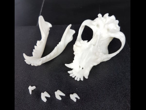 the demo model for endodontics 3D Модель