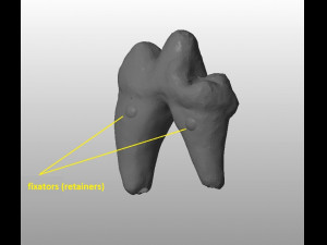 the demo model for endodontics 3D Модель