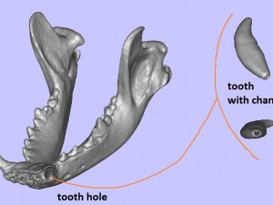 the demo model for endodontics 3D Модель