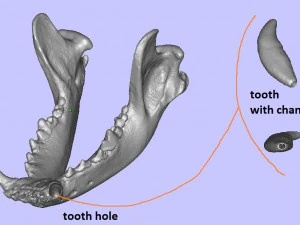 the demo model for endodontics 3D Model