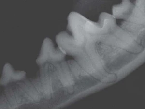 the demo model for endodontics 3D Model