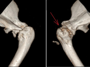 prosthetics of the cats shoulder an example of a real operation 3D Print Model