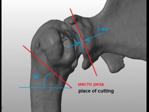 prosthetics of the cats shoulder an example of a real operation 3D Print Model