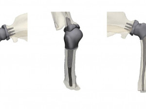 prosthetics of the cats shoulder an example of a real operation 3D Print Model