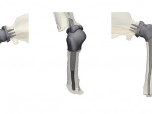 prosthetics of the cats shoulder an example of a real operation 3D Print Model