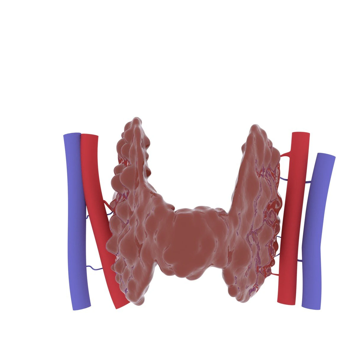 thyroid 3D Print Model .c4d .max .obj .3ds .fbx .stl .blend 