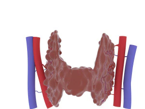 갑상선 3D 프린트 모델