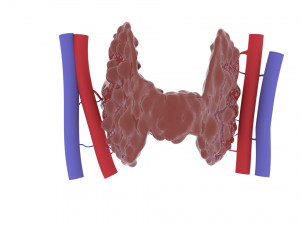 thyroid 3D-printmodel