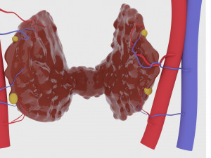 thyroid 3D-printmodel