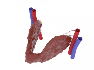 thyroid 3D Print Model