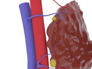 thyroid 3D Print Model