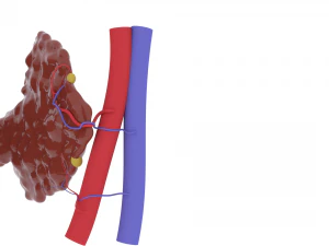 thyroid 3D Print Model