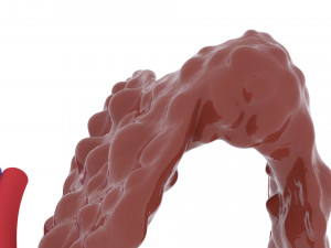 thyroid 3D-printmodel