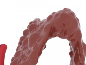 thyroid 3D Print Model