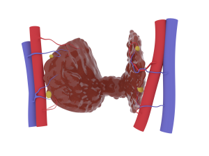 thyroid 3D-printmodel