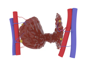 thyroid 3D Print Model