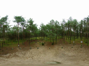 在树林里 CG 纹理