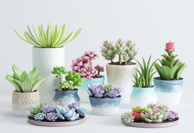 delicate succulent pot plant collection Modelo 3D .c4d .max .obj .3ds .fbx .stl .blend 
