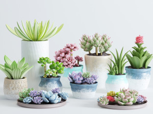 delicate succulent pot plant collection 3D Model