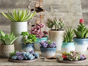 delicate succulent pot plant collection 3D Model