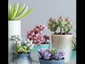 delicate succulent pot plant collection 3D Model