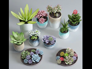delicate succulent pot plant collection 3D Model