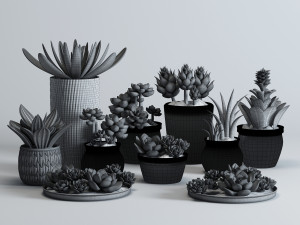 delicate succulent pot plant collection Modelo 3D