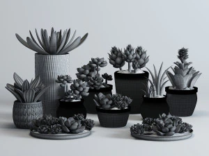 delicate succulent pot plant collection 3D Model