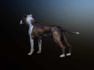 dog Model 3D