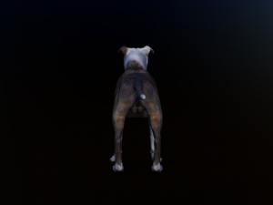 dog Model 3D