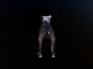 dog 3D Model