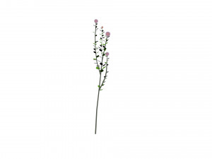 small ball-shaped flowers 3D Model