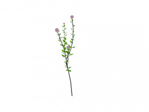 small ball-shaped flowers Modelo 3D