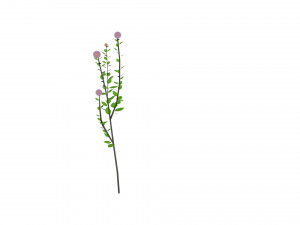 small ball-shaped flowers Modelo 3D