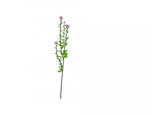 small ball-shaped flowers Modelo 3D