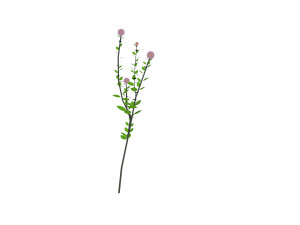 small ball-shaped flowers Modelo 3D