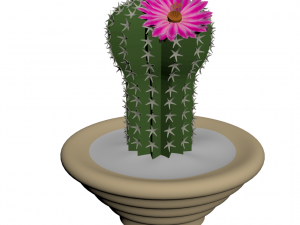 blooming cactus 3Dモデル