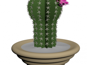 blooming cactus 3Dモデル
