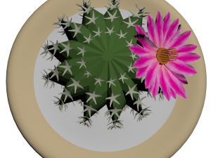 blooming cactus 3Dモデル