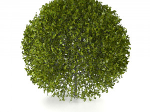 bush 3D Model