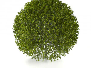 cespuglio Modello 3D