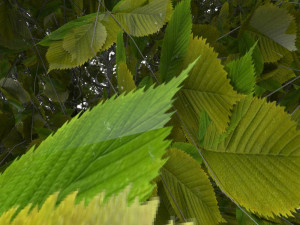 bush 3D Model