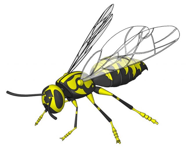 wasp model animals Model 3D .c4d .max .obj .3ds .fbx .stl .blend 