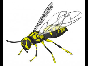 wasp model animals  3D Model