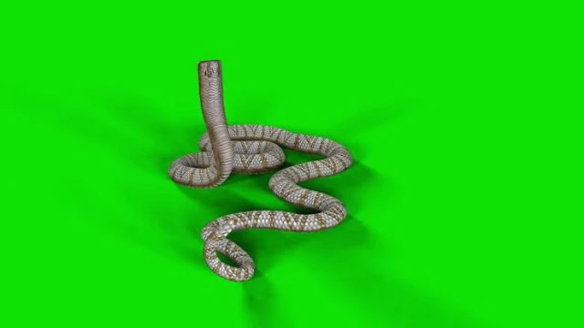 snake 3D Model .c4d .max .obj .3ds .fbx .stl .blend