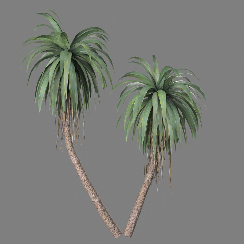 Cordyline indivisa Free 3D 模型 .c4d .max .obj .3ds .fbx .stl .blend 
